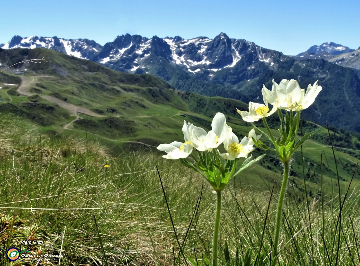 17 Anemone narcissino (Anemone narcissiflora) con vista verso la costiera del Pizzo del Becco.JPG -                                